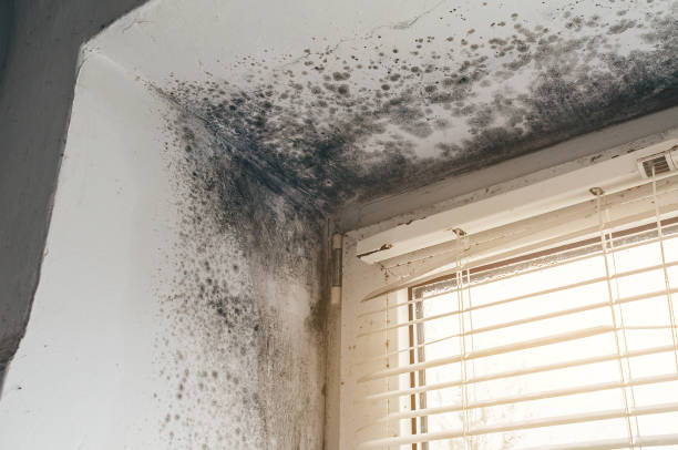 Affordable Mold Removal solutions in Jamestown, KY
